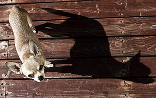 adult brown Chihuahua HD wallpaper